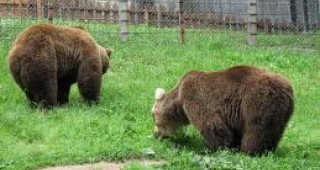 Лекари и природозащитници преглеждат изоставените мечки във вивариума на ловно стопанство 