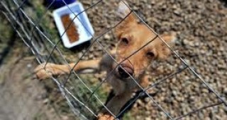 Новооткритият общински приют за безстопанствени кучета в Плевен получи дарение от Германия