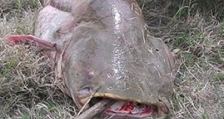 Забраниха риболова в Шабленското и Дуранкулашкото езеро