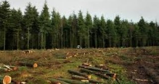 Министерският съвет прие нова наредба за оценка на поземлени имоти в горски територии