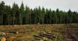 Министерският съвет прие нова наредба за оценка на поземлени имоти в горски територии
