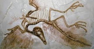 Вкаменелост, открита в Китай, поставя под въпрос теорията на Дарвин