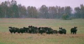 Популацията на дива свиня в Кюстендилско се запазва