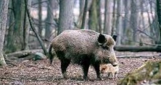 ОДБХ-Благоевград ще разпредели 8 800 дози ваксина срещу класическа чума по дивите свине