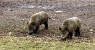 Българската агенция по безопасност на храните стартира ваксинация на дивите свине срещу класическа чума