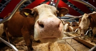 Ергономични постелки за крави са сред световните новости на изложението Агра в Пловдивския панаир