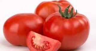 Засегнатите от миниращия молец домати в Пазарджишко не са опасни за консумация