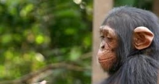 Грижовно шимпанзе храни тигърче