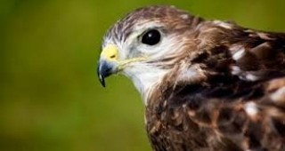 Печалбата от защитени птици в Европа стига до 10 000 евро за екземпляр