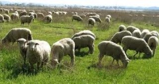 Усвоен е едва 1/3 от ресурса, предвиден за развитие на овцевъдството в България