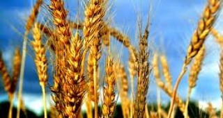 ДФЗ кредитира производството на пшеница за реколта 2012
