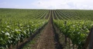 Производителите в сектор лозарство и винарство могат да кандидатстват от днес за подпомагане от ЕС