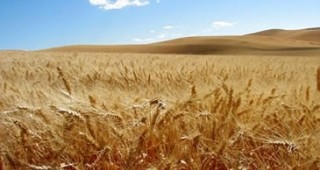 Подписано е споразумение за възстановяването на акциза на горивата на зърнопроизводителите
