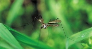 От следващата седмица стартира поредното опушване против комари в Бургас