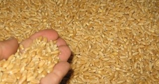 Над 90% от пшеницата е прибрана