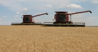 Ожънаха 85% от пшеницата в Добричка област