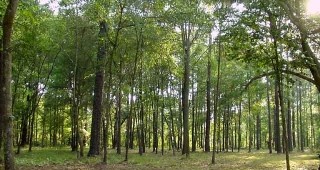Пилотен проект за нов начин на стопанисване на гори се реализира в Странджа