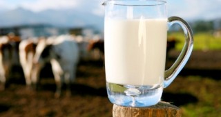 Френска компания възнамерява да инвестира в млечния сектор у нас