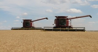 Жътвата на пшеницата приключва