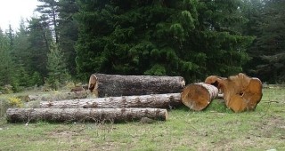 84 акта по Закона за горите са съставени в Област Русе от началото на годината