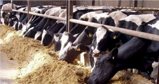 Към края на годината около 15 000 ферми ще отговарят на всички европейски изисквания за качество на суровото мляко