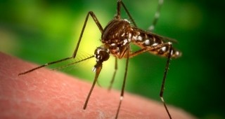 На 10 август ще започне наземната обработка срещу комари в град Русе