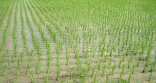Производството на ориз в страната през последните години е във възход