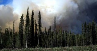 Над 650 горски служители са участвали в потушаването на 89 горски пожара през последните три месеца