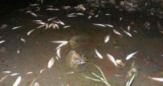 Десетки мъртви риби изхвърлени по бреговете на река Искър
