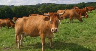 Удължава се срокът за погасяване на кредитите за животновъдство