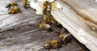 Не се наблюдава драстично намаление в броя на пчелните семейства в България