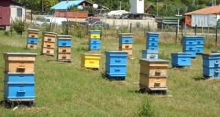 Не се наблюдава драстично намаление в броя на пчелните семейства в България