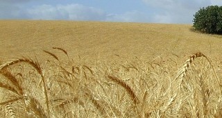 Приключва жътвената кампания на пшеницата