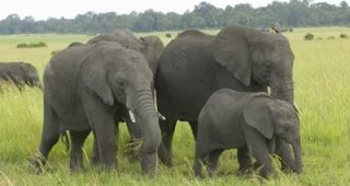 Започна преброяване на дивите слонове в Шри Ланка