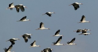 Започна полево проучване на миграцията на птиците