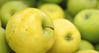 Празник на ябълката в с. Екзарх Йосиф ще се проведе на 20 август
