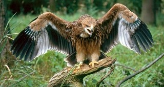 Млада птица от защитения вид царски орел е на лечение в Спасителния център на Зелени Балкани