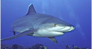 Забраниха къпането по Тихоокеанското крайбрежие на Русия заради атаки на акули