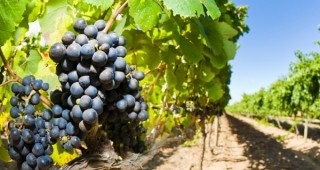 Ръководството на ИАЛВ стартира серия от срещи с лозари и винопроизводители из страната