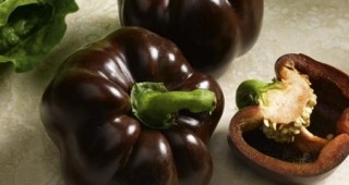 Чушки с шоколадов цвят създадоха учените от института по зеленчуковите култури в Пловдив