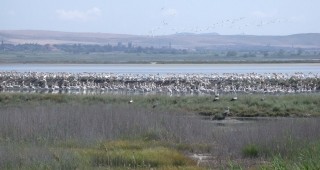 Стартът на природозащитната бригада на Атанасовско езеро тази година ще бъде със 100 участници