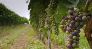 Очаква се качествено грозде и високи добиви в района на Хасково