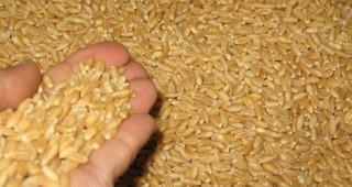 Рента от 50 до 100 килограма зърно на декар получават собствениците на земя в Ямболско