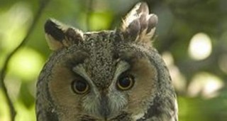 Експерти от Дирекцията на Природен парк Българка към ИАГ настаниха в адаптационни волиери 20 броя ушати сови