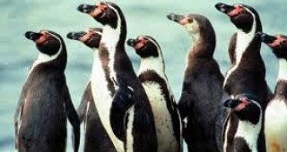 В Австралия започна преброяване на пингвините