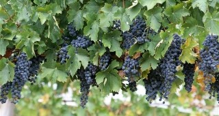 Експерти от ИАЛВ се срещат с лозари и винопроизводители от Велико Търново