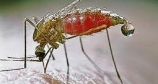 Предстои повторно наземно пръскане срещу комари в община Русе