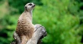Ранчо се превърна в най-голямата зоологическа градина в Южна Чехия