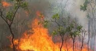 Опожарени са над 550 дка горски площи през почивните дни