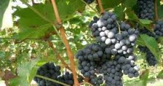 В Русе обсъждат състоянието на лозаро-винарския сектор